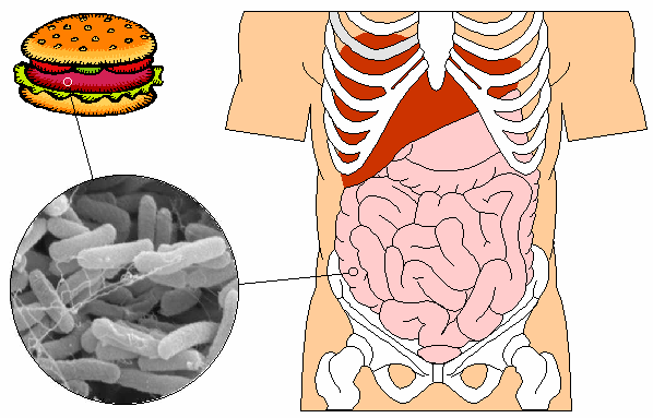 Food Poisoned Food